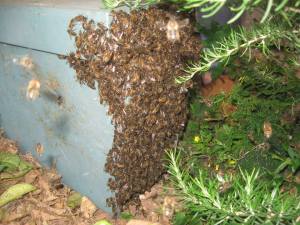 Swarm of bees which gathered in a private garden in Birkirkara (the firstmost case, with very pleasant and helpful landlords) - Spring 2015